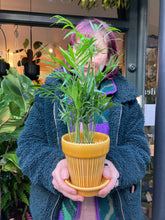 Load image into Gallery viewer, Chamaedorea elegans / Parlour Palm