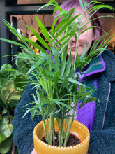 Load image into Gallery viewer, Chamaedorea elegans / Parlour Palm