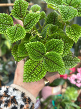 Load image into Gallery viewer, Pilea mollis / Pilea Moon Valley