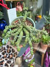 Load image into Gallery viewer, Crassula marnieriana 11cm / Worm Plant