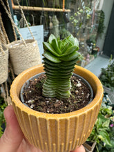 Load image into Gallery viewer, Crassula Buddha's Temple