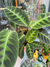 Load image into Gallery viewer, Calathea warscewiczii / Prayer Plant - 12cm Pot