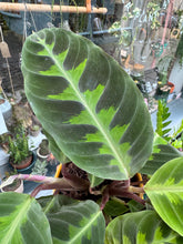 Load image into Gallery viewer, Calathea warscewiczii / Prayer Plant - 12cm Pot
