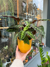 Load image into Gallery viewer, Calathea warscewiczii / Prayer Plant - 12cm Pot