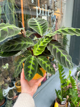 Load image into Gallery viewer, Calathea warscewiczii / Prayer Plant - 12cm Pot
