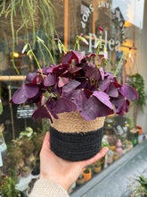 Load image into Gallery viewer, Oxalis triangularis Mijke / Purple Shamrock