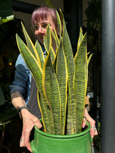 Load image into Gallery viewer, Sansevieria laurentii 21cm Pot - *Local Delivery or Pick Up Only*