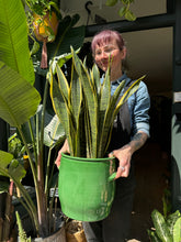 Load image into Gallery viewer, Sansevieria laurentii 21cm Pot - *Local Delivery or Pick Up Only*