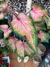 Load image into Gallery viewer, Caladium Rose / Angel Wings