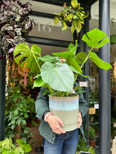 Load image into Gallery viewer, Monstera deliciosa / Cheese Plant - 21cm Pot - *Local Delivery or Local Pick Up Only*