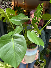 Load image into Gallery viewer, Monstera deliciosa / Cheese Plant - 21cm Pot - *Local Delivery or Local Pick Up Only*