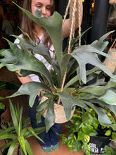 Load image into Gallery viewer, Platycerium bifurcatum / Staghorn Fern