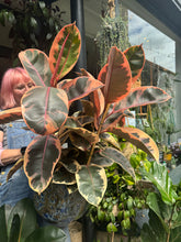 Load image into Gallery viewer, Ficus elastica Belize 3 Stem / Variegated Rubber Plant - *Local Delivery or Local Pick Up Only*