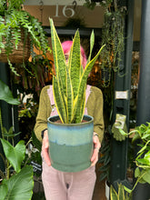 Load image into Gallery viewer, Sansevieria laurentii / Snake Plant - 14cm Pot