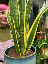 Load image into Gallery viewer, Sansevieria laurentii / Snake Plant - 14cm Pot