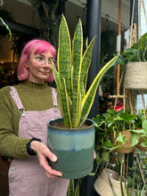 Load image into Gallery viewer, Sansevieria laurentii / Snake Plant - 14cm Pot