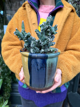 Load image into Gallery viewer, Monvillea spegazinni Cristata / Moonlight Cactus Crest