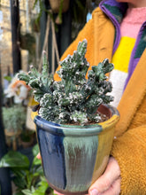 Load image into Gallery viewer, Monvillea spegazinni Cristata / Moonlight Cactus Crest