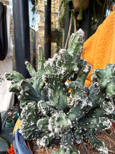 Load image into Gallery viewer, Monvillea spegazinni Cristata / Moonlight Cactus Crest