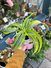 Load image into Gallery viewer, Dracaena fragrans Lemon Surprise / Dragon Tree
