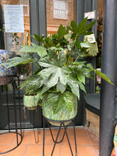 Load image into Gallery viewer, Fatsia japonica / Japanese Aralia - 21cm Pot - *Local Delivery or Local Pick Up Only*