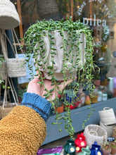 Load image into Gallery viewer, Senecio herreianus / String of Beads - 12cm Pot