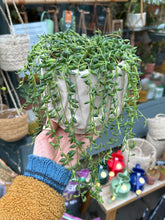 Load image into Gallery viewer, Senecio herreianus / String of Beads - 12cm Pot