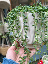 Load image into Gallery viewer, Senecio herreianus / String of Beads - 12cm Pot