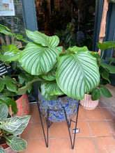 Load image into Gallery viewer, Calathea orbifolia / Prayer Plant - *Local Delivery or Local Pick Up Only*