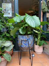Load image into Gallery viewer, Calathea orbifolia / Prayer Plant - *Local Delivery or Local Pick Up Only*