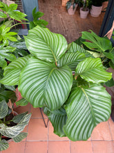 Load image into Gallery viewer, Calathea orbifolia / Prayer Plant - *Local Delivery or Local Pick Up Only*