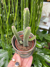 Load image into Gallery viewer, Stapelia leendertziae / Pickle Plant