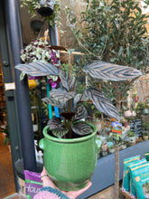 Load image into Gallery viewer, Calathea ornata Sanderiana / Pinstripe Prayer Plant