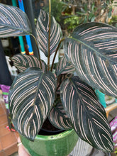 Load image into Gallery viewer, Calathea ornata Sanderiana / Pinstripe Prayer Plant