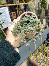 Load image into Gallery viewer, Pilea glaucophylla / Silver Sparkles