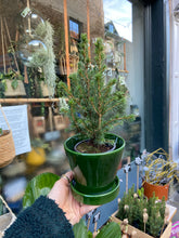 Load image into Gallery viewer, Picea glauca Perfecta / Dwarf Conifer
