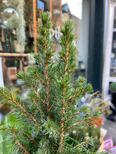 Load image into Gallery viewer, Picea glauca Perfecta / Dwarf Conifer