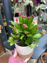 Load image into Gallery viewer, Schlumbergera / Christmas Cactus - 9cm Pot