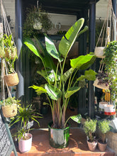 Load image into Gallery viewer, Strelitzia nicolai / Bird of Paradise - 31cm pot - *Local Delivery or Local Pick Up Only*