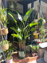 Load image into Gallery viewer, Strelitzia nicolai / Bird of Paradise - 31cm pot - *Local Delivery or Local Pick Up Only*