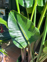 Load image into Gallery viewer, Strelitzia nicolai / Bird of Paradise - 31cm pot - *Local Delivery or Local Pick Up Only*
