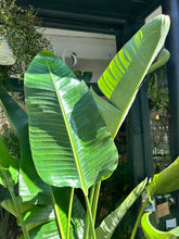 Load image into Gallery viewer, Strelitzia nicolai / Bird of Paradise - 31cm pot - *Local Delivery or Local Pick Up Only*