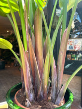 Load image into Gallery viewer, Strelitzia nicolai / Bird of Paradise - 31cm pot - *Local Delivery or Local Pick Up Only*