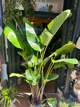 Load image into Gallery viewer, Strelitzia nicolai / Bird of Paradise - 31cm pot - *Local Delivery or Local Pick Up Only*