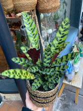 Load image into Gallery viewer, Calathea lancifolia Insigne / Rattlesnake Prayer Plant