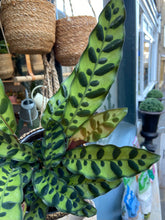 Load image into Gallery viewer, Calathea lancifolia Insigne / Rattlesnake Prayer Plant