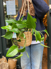 Load image into Gallery viewer, Epipremnum aureum / Devil’s Ivy