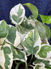 Load image into Gallery viewer, Epipremnum aureum NJoy / NJoy Pothos