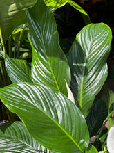Load image into Gallery viewer, Spathiphyllum Sweet Silvana / Peace Lily - *Local Delivery or Local Pick Up Only*