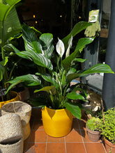 Load image into Gallery viewer, Spathiphyllum Sweet Silvana / Peace Lily - *Local Delivery or Local Pick Up Only*